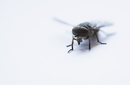 Exterminator Edmonton