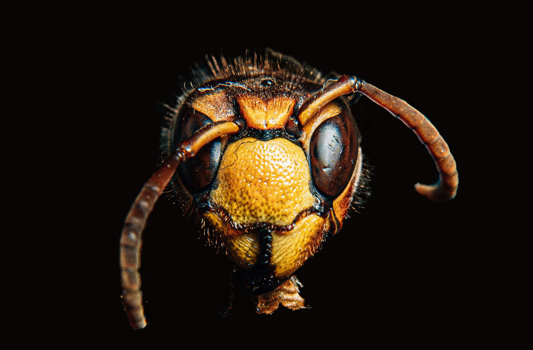 Exterminator Edmonton